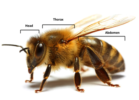 BM Dooney Farms  Beekeeping Basics 4 – Honey Bee Biology